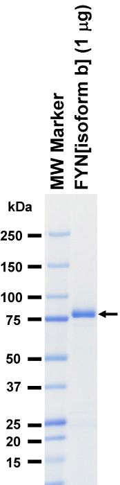 The purity was assessed by SDS-PAGE/CBB staining.